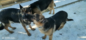 Pui ciobanesc german - imagine 5