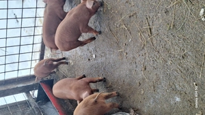 Purcei durok rasa pura  - imagine 2