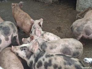 Purcei cca 15-20 kg  - imagine 2