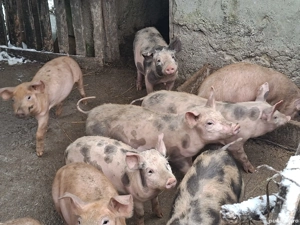 Purcei cca 15-20 kg  - imagine 3