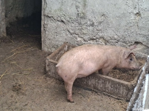 Purcei cca 15-20 kg  - imagine 5