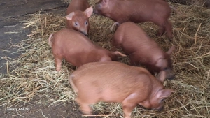 Purcei durok rasa pura  - imagine 3