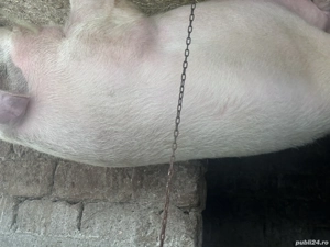 Porc de vânzare peste 300 kg - imagine 4