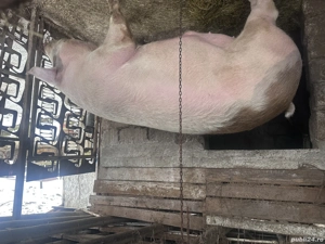 Porc de vânzare peste 300 kg - imagine 5