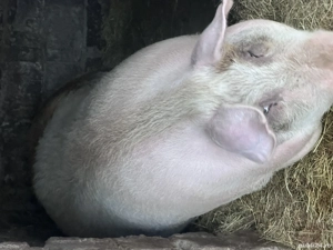 Porc de vânzare peste 300 kg - imagine 2