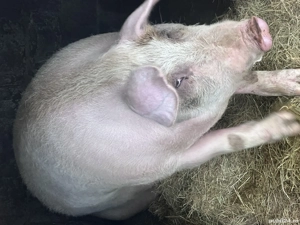Porc de vânzare peste 300 kg - imagine 3