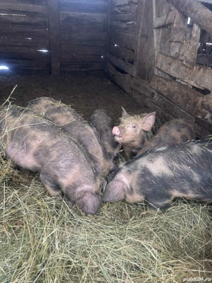 vand grasuni de 3 luni jumătate  - imagine 2