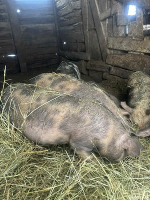 vand grasuni de 3 luni jumătate 