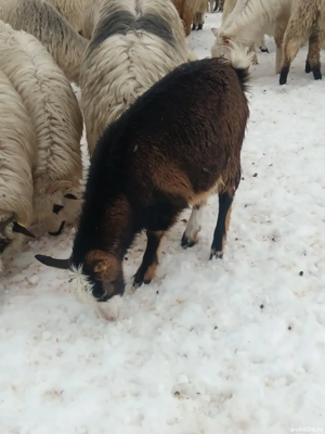 vând 2 ieduțe din luna lui Mai fătate  - imagine 4