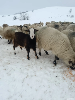 vând 2 ieduțe din luna lui Mai fătate  - imagine 3