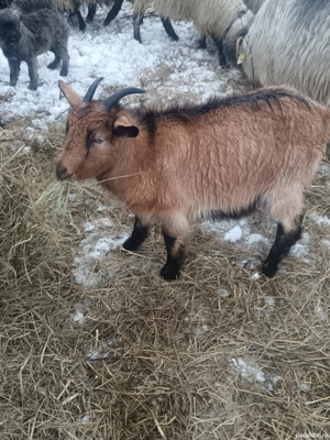 vând 2 ieduțe din luna lui Mai fătate  - imagine 2