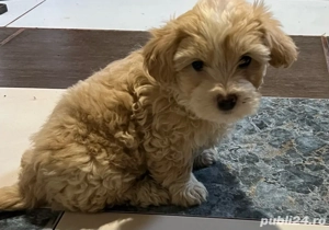 Bichon maltez de vânzare - imagine 2