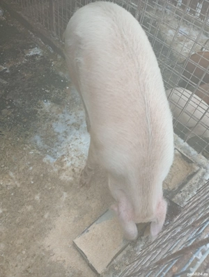 Vând porc de sacrificat - imagine 2