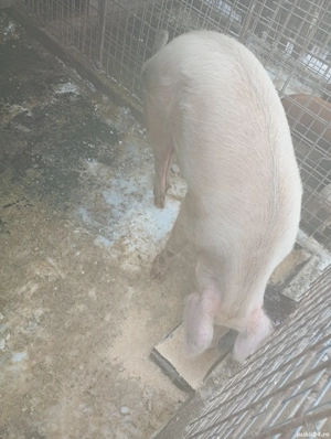 Vând porc de sacrificat - imagine 4