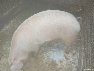 Vând porc de sacrificat - imagine 3