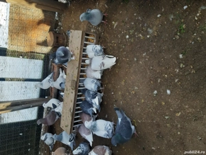 Porumbei voiajor standard  - imagine 5