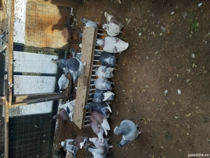 Porumbei voiajor standard  - imagine 2