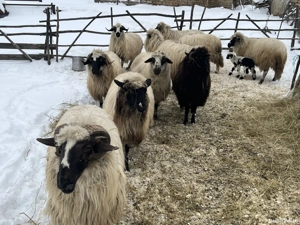 vând 9 oi și un berbece  - imagine 2