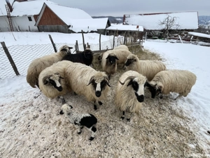 vând 9 oi și un berbece  - imagine 3