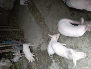 De vânzare scroafa  - imagine 2