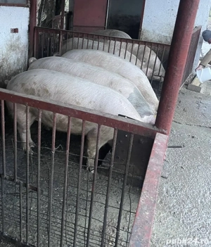 Vând porci de carne landras 150-180 de kg BIO - imagine 3