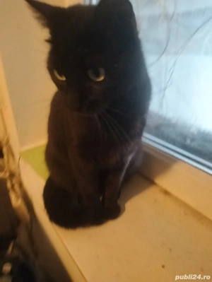 Donez pisica neagra 