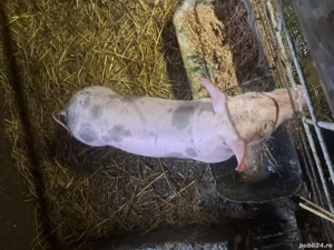 Purcei pietrean de vânzare  - imagine 2