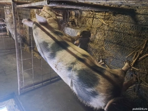 Purcei pietrean de vânzare  - imagine 3