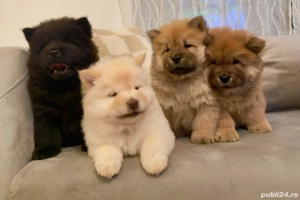 Pui chow chow de vanzare 