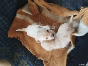 Căței Bichon maltez