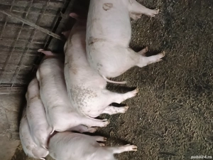 Godaci de vânzare  - imagine 2