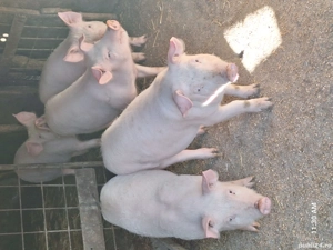 vând purcei  - imagine 2