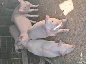 vând purcei  - imagine 3