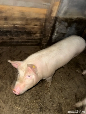 Porci de vanzare - imagine 3