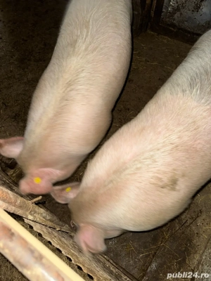 Porci de vanzare - imagine 2