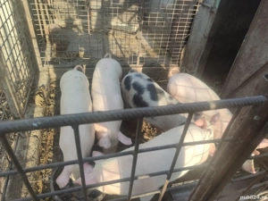 vând porci de carne (metis pietrean+pig german) - imagine 3