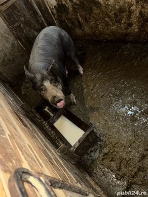 Porci de vanzare - imagine 5