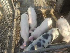 vând porci de carne (metis pietrean+pig german) - imagine 2