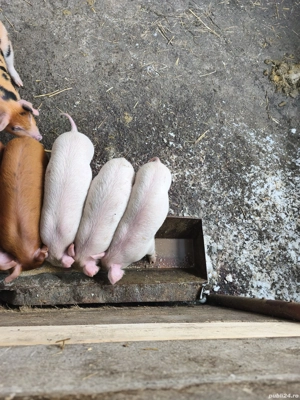 Vand 4 purcei de 7 saptamani