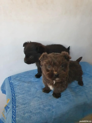 Donez pui drăgălași de Bichon Havanez  Havanese - imagine 2