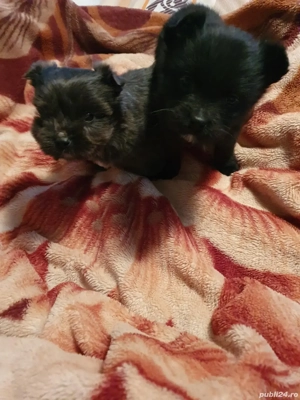 Donez pui drăgălași de Bichon Havanez  Havanese - imagine 4