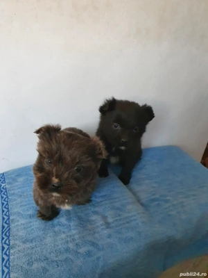 Donez pui drăgălași de Bichon Havanez  Havanese - imagine 3