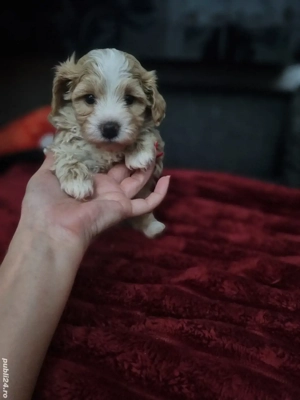 Baietel si fetita maltipoo