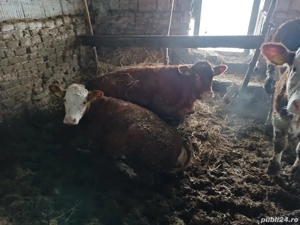 vind vitei  - imagine 2