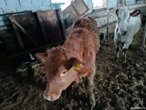 vind vitei  - imagine 3