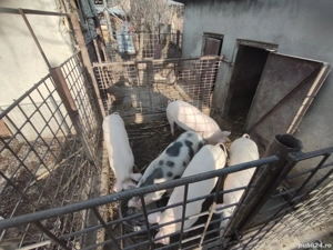 vând porci de carne (metis pietrean+pig german) - imagine 4