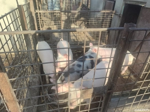 vând porci de carne (metis pietrean+pig german) - imagine 5