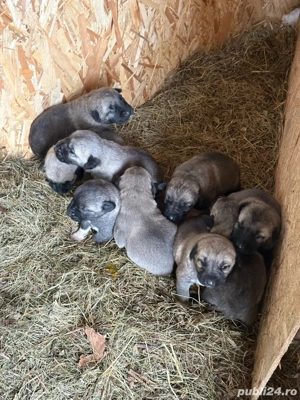 Catei Kangali Originali  - imagine 2