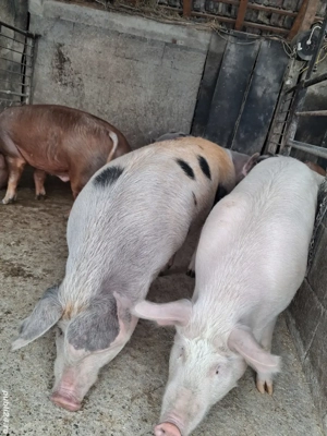 de vânzare 4 masculi 85...120 kg rasă marele alb duroc ofer transport 