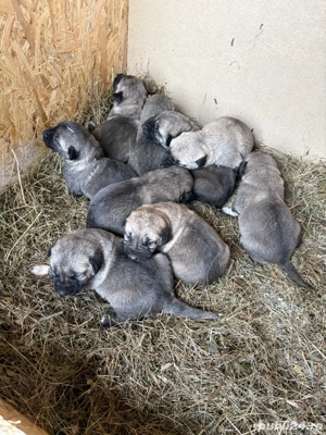 Catei Kangali Originali  - imagine 3